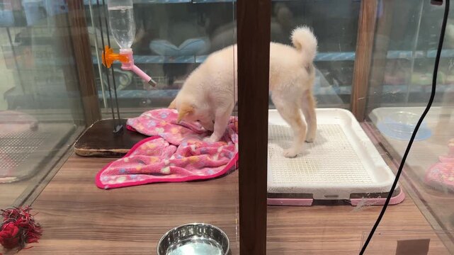 ペットショップの白柴犬が給水機の水を飲む様子、喉の渇きを潤すペットの日常