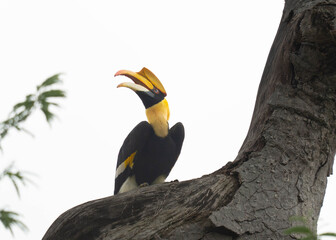 hornbill © Anusak