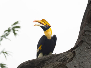 hornbill © Anusak