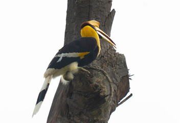 hornbill © Anusak