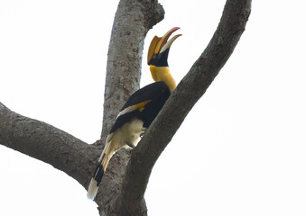 hornbill © Anusak