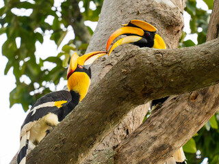 hornbill © Anusak