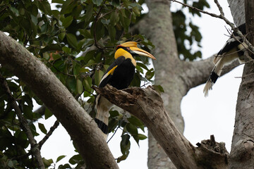 hornbill © Anusak