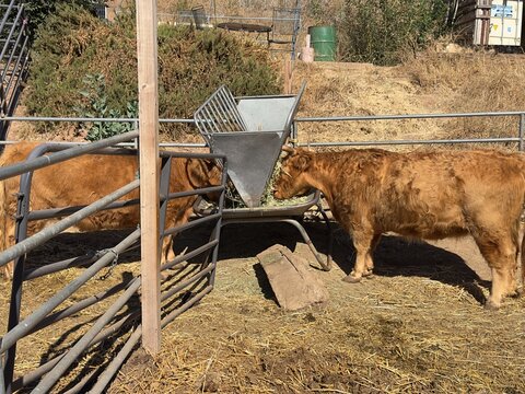 Two red Scottish Highland cows eating hay together from a metal farm feeder inside a corral in Silverado California.