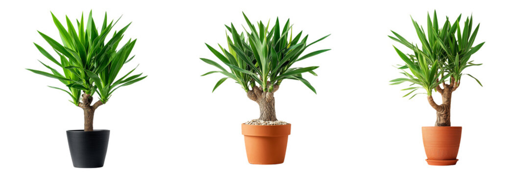 Set of Garden Yucca elephantipes plant in a modern outdoor courtyard with soft morning sunlight on transparent png background. Ai generated