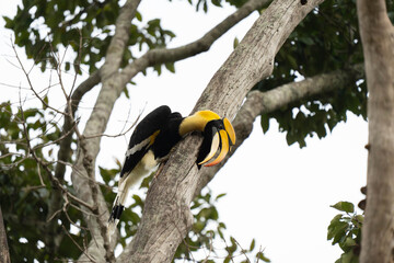 hornbill © Anusak