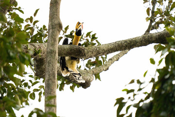 hornbill © Anusak