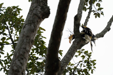hornbill © Anusak