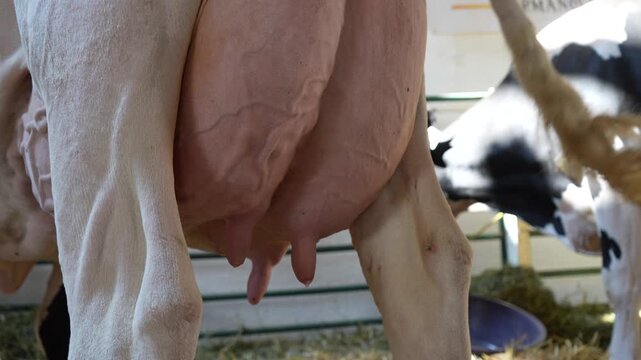 Rear close up of a show cow udder dripping milk while standing at a livestock exhibition. Dairy production, cattle breeding, animal husbandry and agricultural tradition.