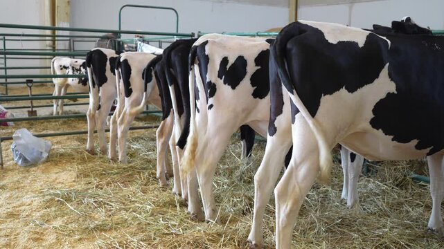 Rear view of a row of show heifers standing at a livestock exhibition. Cattle breeding, agricultural competition, animal husbandry and livestock presentation.