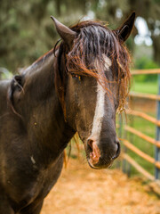 Side portrait of a dark domestic horse standing in a farm paddock directly next to a heavy rusty metal agricultural livestock gate. © AncientAftertone