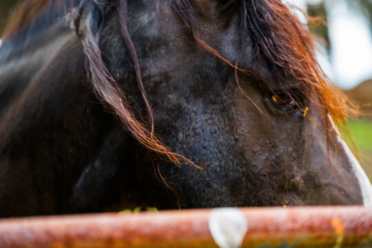Extreme close-up side profile of a dark farm horse head showing the eye and thick mane standing behind a rusty metal agricultural corral pipe.