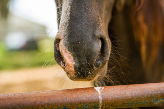 Extreme close-up macro shot of a domestic horse muzzle and nostrils resting directly above a rusty metal corral pipe on a farm.