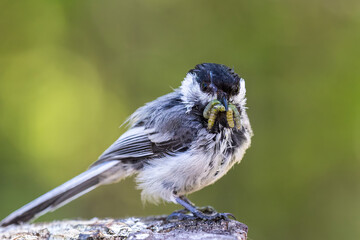 Black-capped Chickadee collecting grubs for chicks © Ken Griffiths