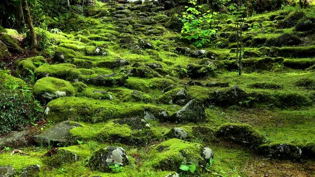 剱龍山永泉寺のコケの参道