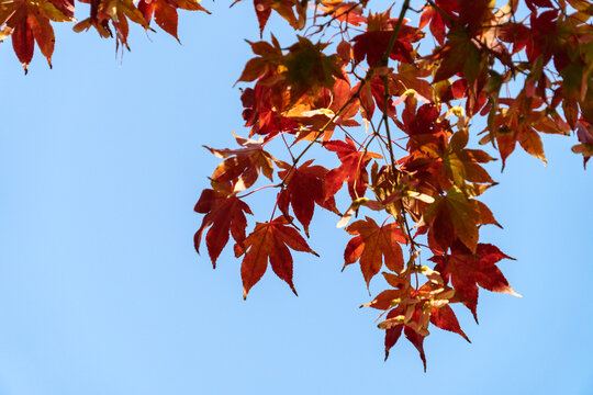 Autumn maple leaves against blue sky Copy space