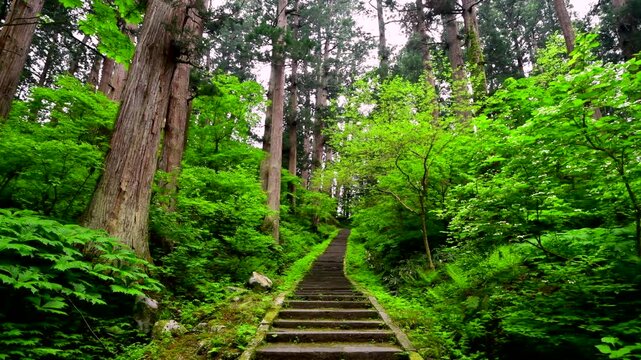 羽黒山の参道と杉並木