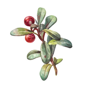 Watercolor hand-drawn red berry lingonberry with green leaves isolated on white background. Autumn summer food in forest. Sour sweet food with vitamin for kitchen. Clipart for wallpaper wrapping