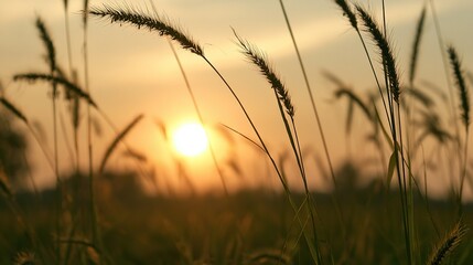 Obraz premium Bristlegrass sunset golden glow field calm