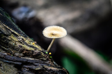 Mushrooms are growing in the forest during the rainy season. © MAY10SAT