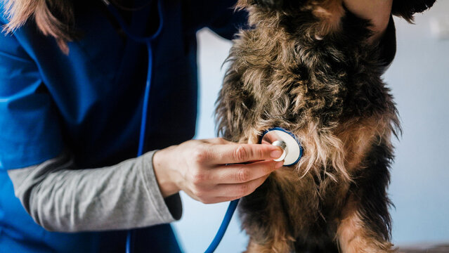 Vet examining dog with stethoscope in veterinary clinic - Focus on veterinarian doctor hand