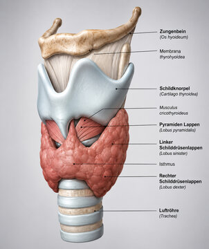 AI generated detailed thyroid gland larynx anatomy showing thyroid cartilage trachea hyoid bone thyroid lobes surrounding structures for medical education healthcare