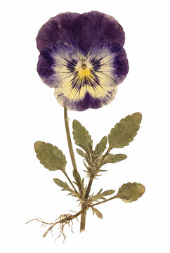 Pressed Wild Pansy Heartsease
