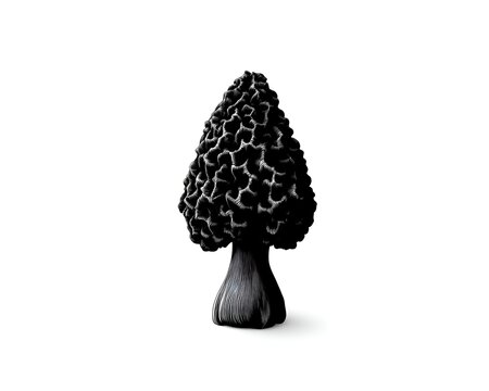 Detailed black and white illustration of a morel mushroom on a white background