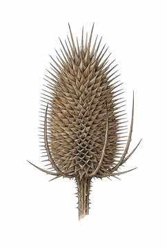 Dried Teasel Seed Head
