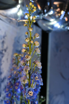 blue Delphinium flower stalk close up with closed buds and open blooms, elegant Delphinium elatum spike in floral event decoration with copy space, vertical botanical stock photography