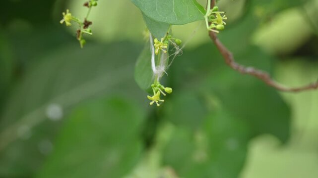 Tinospora cordifolia flowers. Its common name is&nbsp;guruchi,&nbsp;guduchi,&nbsp;amrita and the&nbsp;heart-leaved moonseed. It is a&nbsp;herbaceous&nbsp;vine of the family&nbsp;Menispermaceae.&nbsp;It has been used in ayurvedic medicine.