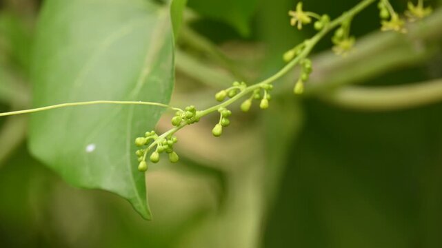 Tinospora cordifolia flowers. Its common name is&nbsp;guruchi,&nbsp;guduchi,&nbsp;amrita and the&nbsp;heart-leaved moonseed. It is a&nbsp;herbaceous&nbsp;vine of the family&nbsp;Menispermaceae.&nbsp;It has been used in ayurvedic medicine.