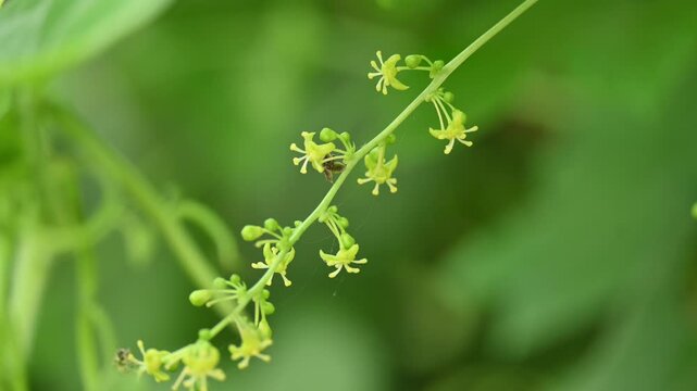 Tinospora cordifolia flowers. Its common name is&nbsp;guruchi,&nbsp;guduchi,&nbsp;amrita and the&nbsp;heart-leaved moonseed. It is a&nbsp;herbaceous&nbsp;vine of the family&nbsp;Menispermaceae.&nbsp;It has been used in ayurvedic medicine.