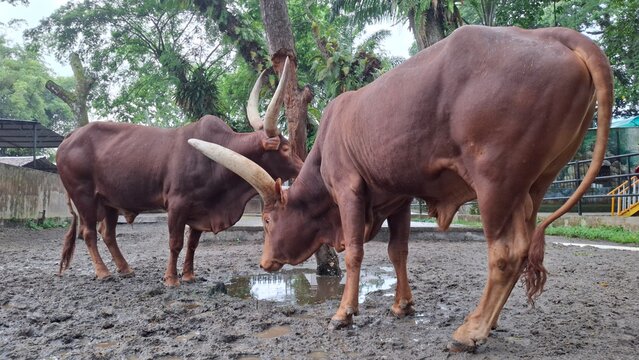 Two Fighting Bulls with Large Horns in Rural Farm