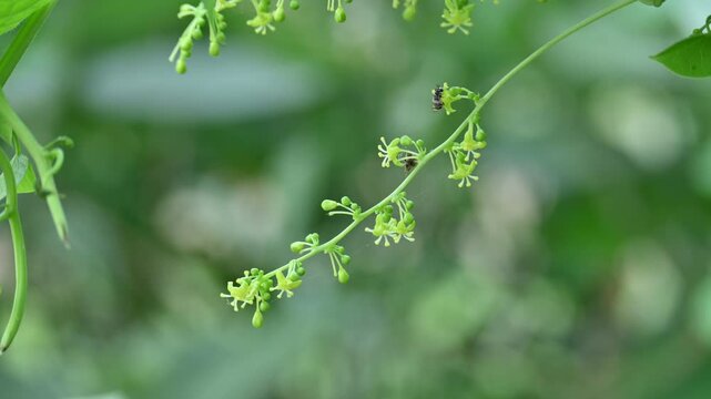 Tinospora cordifolia flowers. Its common name is&nbsp;guruchi,&nbsp;guduchi,&nbsp;amrita and the&nbsp;heart-leaved moonseed. It is a&nbsp;herbaceous&nbsp;vine of the family&nbsp;Menispermaceae.&nbsp;It has been used in ayurvedic medicine.