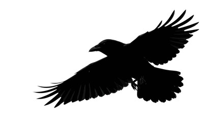 Fototapeta premium Black crow in mid-flight with wings spread wide. Silhouette raven vector illustration for dark nature themes.