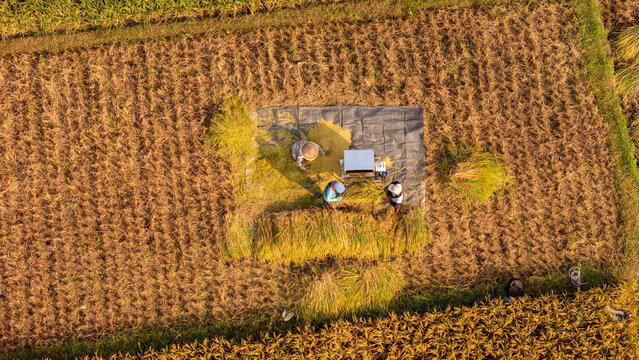 Aerial view of farmers harvesting rice with a threshing machine on a tarp in a field in the Special Region of Yogyakarta, Indonesia.