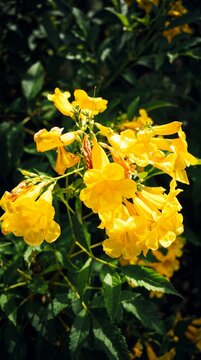 Yellow Bells Flowers (Tecoma stans) Blooming in Sunlight