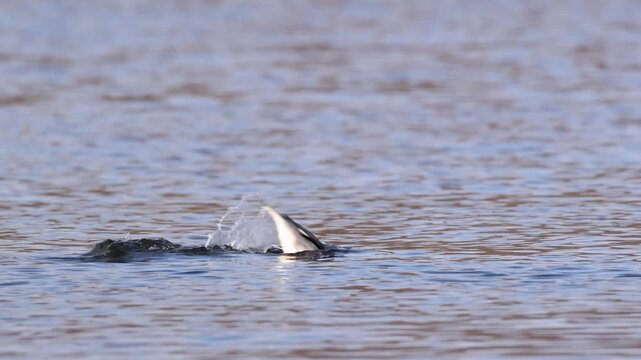 Male Common Merganser (Mergus merganser) looks around before diving into the depths of a deep blue lake. Beneath the surface of the water the diving duck hunts for prey. Native migratory bird species 