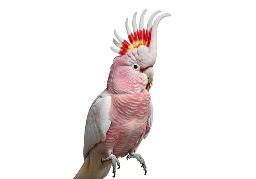Close up portrait of pink cockatoo with raised crest feathers against white background