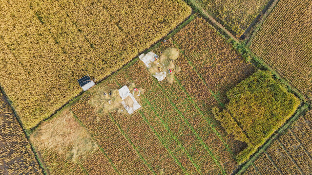Aerial view of farmers harvesting rice in a field near Rawa Pening with golden crops and agricultural activity, Kecamatan Bawen, Jawa Tengah, Indonesia.
