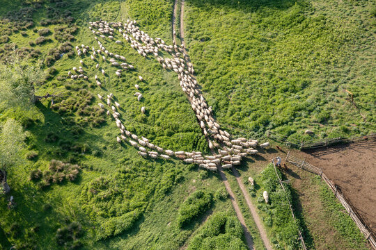 Aerial view of a large flock of sheep being guided by a shepherd along a dirt path through the grassy landscape of Deliblato Sands in Kajtasovo, Vojvodina, Serbia.