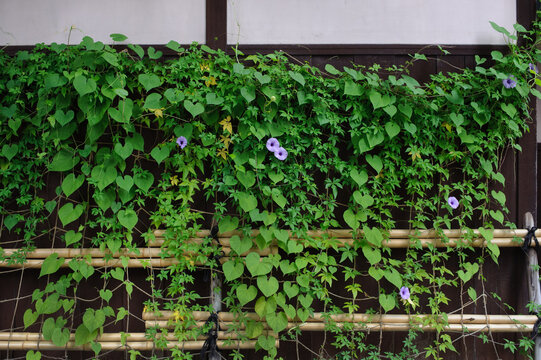 朝顔