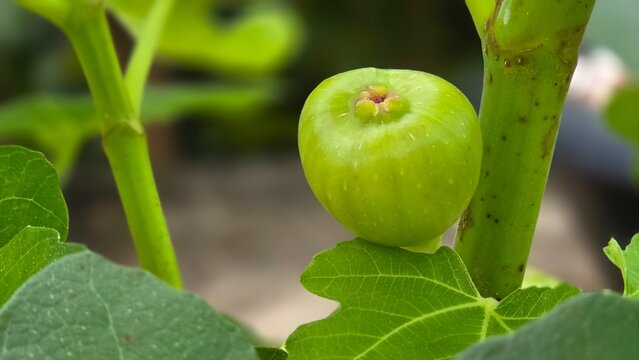 Extreme close-up of a ripening green common fig fruit on a tree stem, showing detailed ostiole and skin texture with a soft blurred natural backdrop. Horizontal orientation.