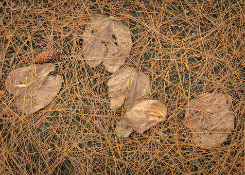 Dry pine needles and fallen leaves forming a natural textured ground surface.