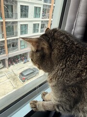 cat in window © snstts