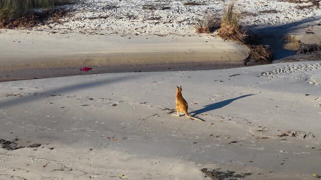 Wild Wallaby Foraging on Sandy Beach at South Stradbroke Island