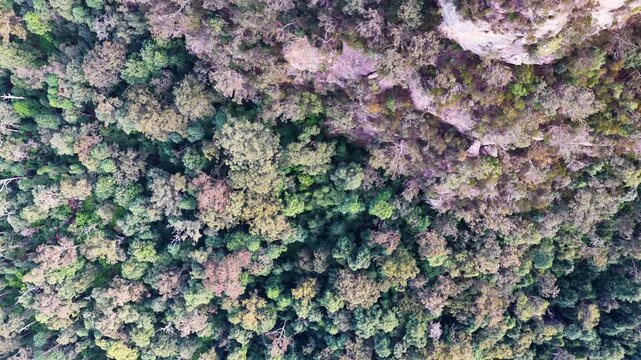 Aerial View of Dense Forest Canopy and Cliff in Blue Mountains