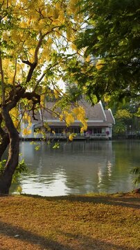 Golden Shower Tree with Yellow Flowers at Lumpini Park Lake