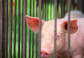 Young piglets inside commercial livestock farm enclosure. Modern pig farming, animal husbandry, pork production, veterinary management, biosecurity practices and sustainable agriculture. Pork industry © Fahroni